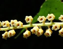 Rinorea blanc